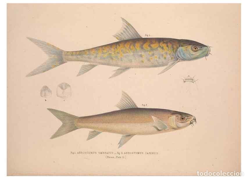 Collezionismo di Riviste e Giornali: Reproducci&oacute;n/Reproduction 49807012251: Illustrations of the zoology of South Africa. London :Smith,