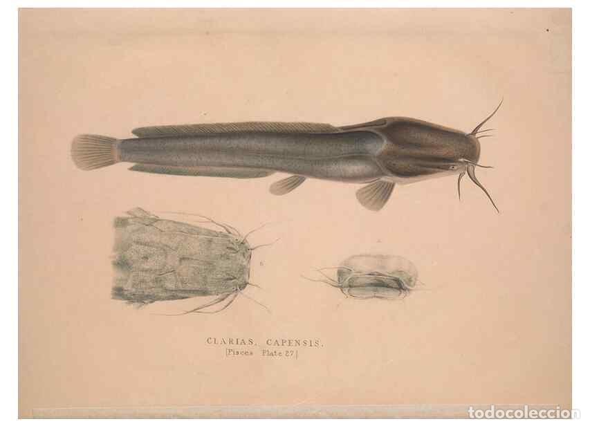 Sammeln von Zeitschriften und Zeitungen: Reproducci&oacute;n/Reproduction 49807017116: Illustrations of the zoology of South Africa. London :Smith,