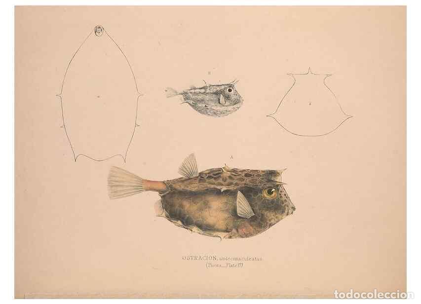 Collection Magazines and Newspapers: Reproducci&oacute;n/Reproduction 49806458013: Illustrations of the zoology of South Africa. London :Smith,