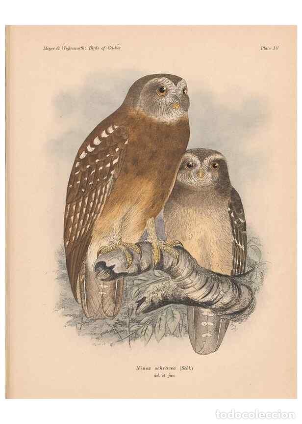 Collection Magazines and Newspapers: Reproducci&oacute;n/Reproduction 49813423333: The birds of Celebes and the neighbouring islands /. Berlin :