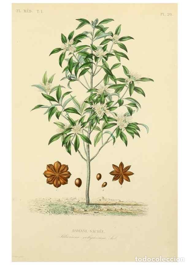 Collection Magazines and Newspapers: Reproducci&oacute;n/Reproduction 49583751552: Le R&egrave;gne v&eacute;g&eacute;tal;. Paris,L. Gu&eacute;rin,1870-72.. - R&eacute;veil, O.