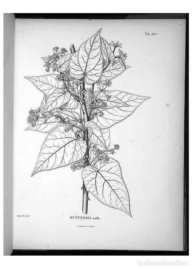 Collection Magazines and Newspapers: Reproducci&oacute;n/Reproduction 49556587431: Nova genera et species plantarum :. Antverpiae :Ex officina C