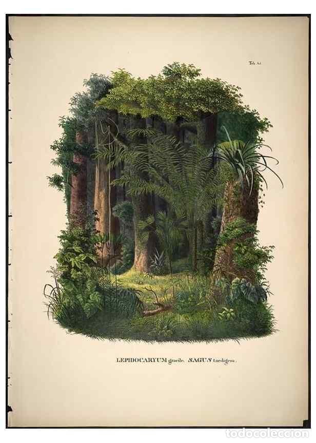 Collection Magazines and Newspapers: Reproducci&oacute;n/Reproduction 49785112058: Historia naturalis palmarum. Lipsiae: T.O. Weigel, [1823-50].