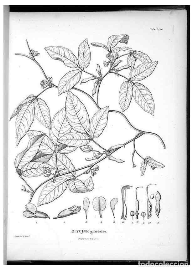 Collection Magazines and Newspapers: Reproducci&oacute;n/Reproduction 49556866462: Nova genera et species plantarum :. Antverpiae :Ex officina C