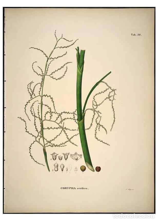 Collection Magazines and Newspapers: Reproducci&oacute;n/Reproduction 49785648561: Historia naturalis palmarum. Lipsiae: T.O. Weigel, [1823-50].