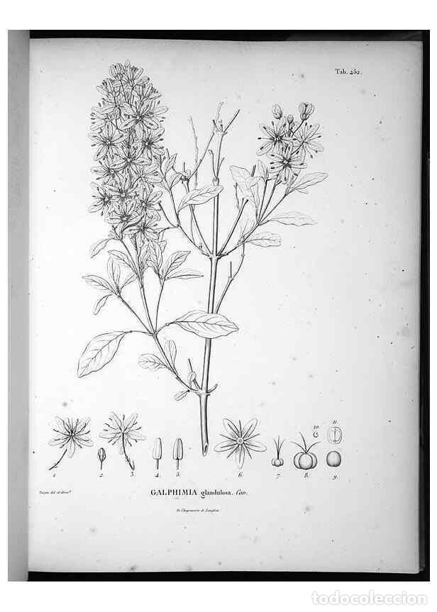 Collection Magazines and Newspapers: Reproducci&oacute;n/Reproduction 49556582026: Nova genera et species plantarum :. Antverpiae :Ex officina C