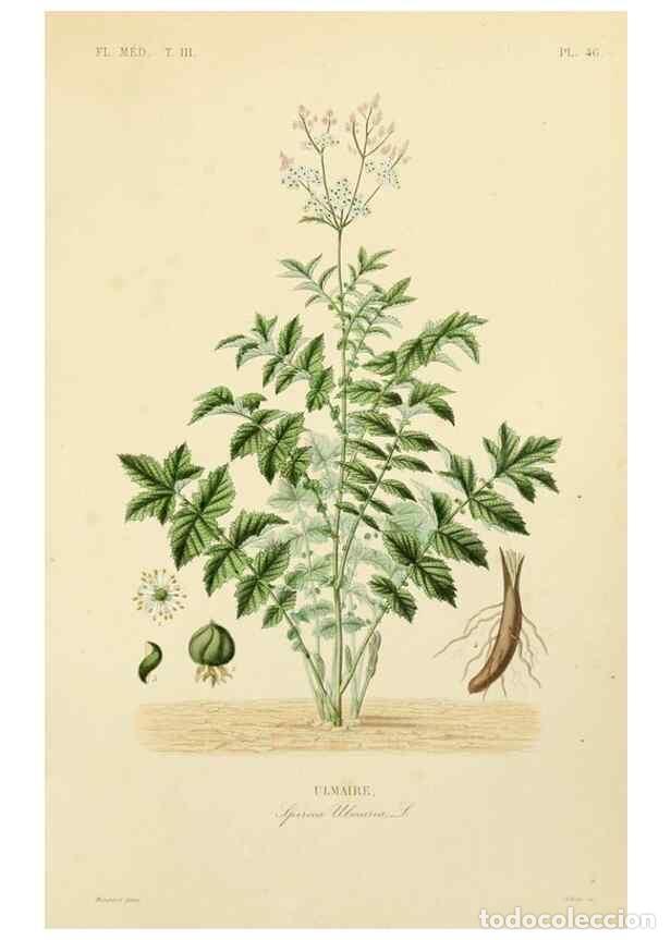 Collection Magazines and Newspapers: Reproducci&oacute;n/Reproduction 49582953888: Le R&egrave;gne v&eacute;g&eacute;tal;. Paris,L. Gu&eacute;rin,1870-72.. - R&eacute;veil, O.