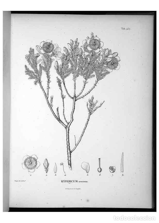 Collection Magazines and Newspapers: Reproducci&oacute;n/Reproduction 49556820032: Nova genera et species plantarum :. Antverpiae :Ex officina C