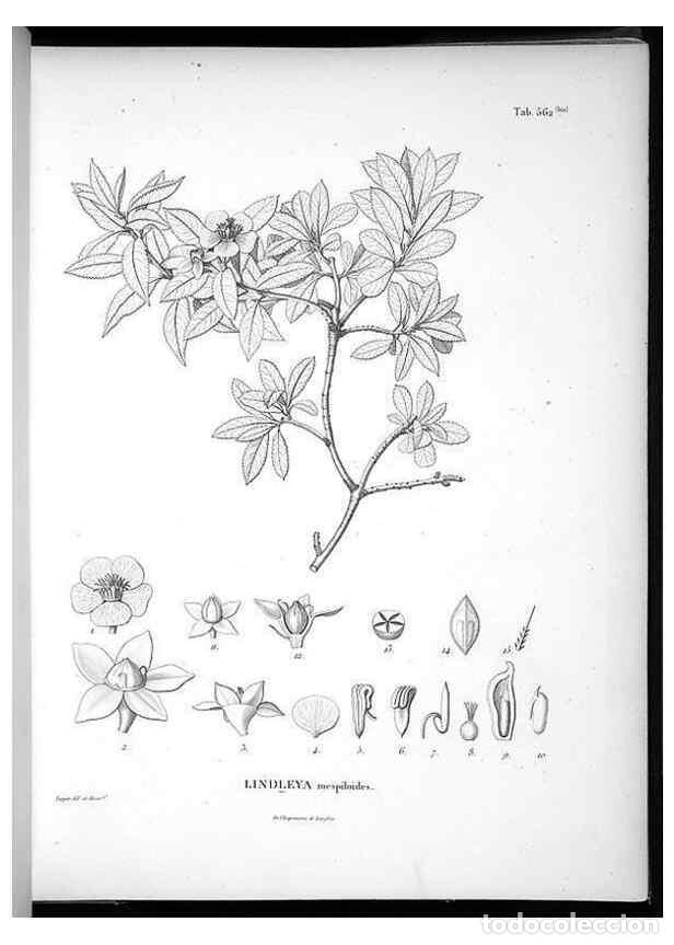Collection Magazines and Newspapers: Reproducci&oacute;n/Reproduction 49556864267: Nova genera et species plantarum :. Antverpiae :Ex officina C