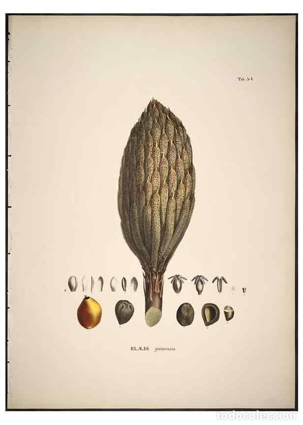 Collection Magazines and Newspapers: Reproducci&oacute;n/Reproduction 49785649656: Historia naturalis palmarum. Lipsiae: T.O. Weigel, [1823-50].