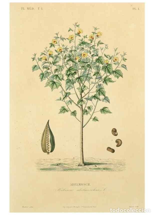 Collection Magazines and Newspapers: Reproducci&oacute;n/Reproduction 49583745932: Le R&egrave;gne v&eacute;g&eacute;tal;. Paris,L. Gu&eacute;rin,1870-72.. - R&eacute;veil, O.