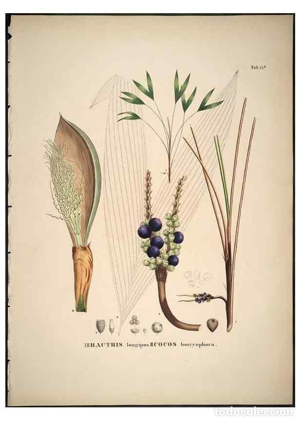 Collection Magazines and Newspapers: Reproducci&oacute;n/Reproduction 49785119378: Historia naturalis palmarum. Lipsiae: T.O. Weigel, [1823-50].