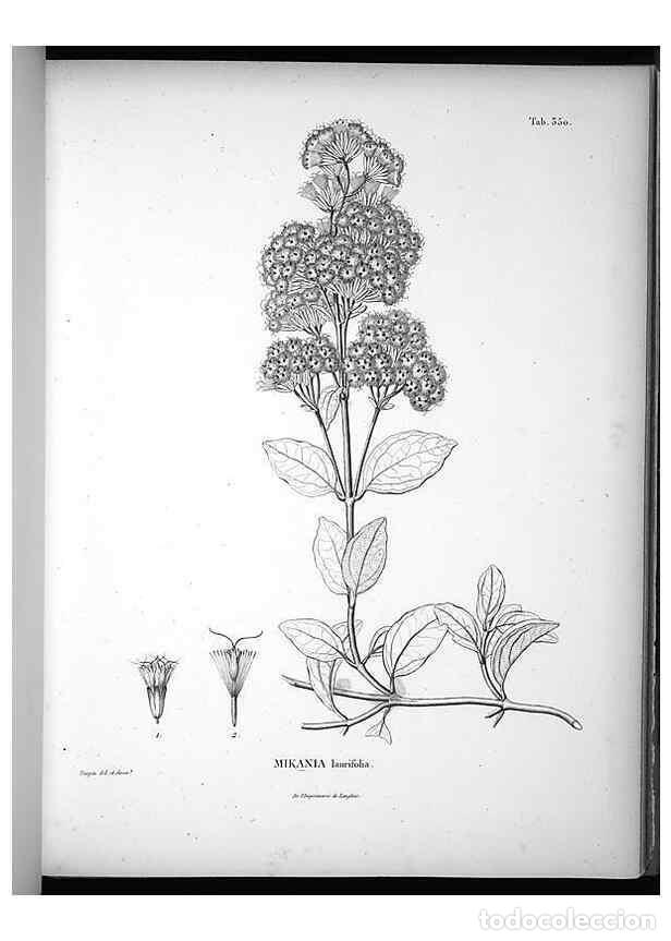 Collection Magazines and Newspapers: Reproducci&oacute;n/Reproduction 49556742912: Nova genera et species plantarum :. Antverpiae :Ex officina C