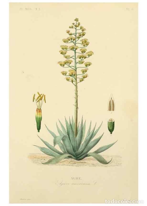 Collection Magazines and Newspapers: Reproducci&oacute;n/Reproduction 49583016208: Le R&egrave;gne v&eacute;g&eacute;tal;. Paris,L. Gu&eacute;rin,1870-72.. - R&eacute;veil, O.