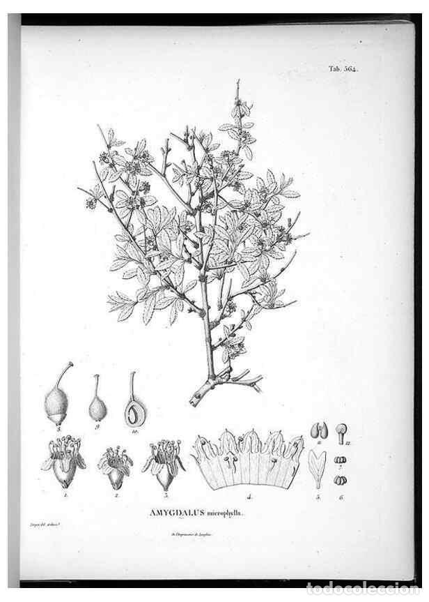 Collection Magazines and Newspapers: Reproducci&oacute;n/Reproduction 49556627461: Nova genera et species plantarum :. Antverpiae :Ex officina C