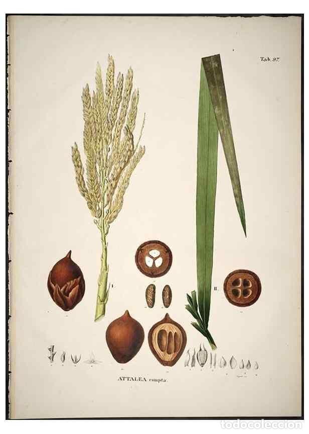 Collection Magazines and Newspapers: Reproducci&oacute;n/Reproduction 49785124478: Historia naturalis palmarum. Lipsiae: T.O. Weigel, [1823-50].