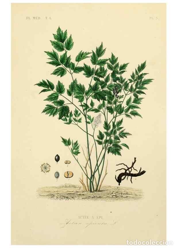 Collection Magazines and Newspapers: Reproducci&oacute;n/Reproduction 49583015473: Le R&egrave;gne v&eacute;g&eacute;tal;. Paris,L. Gu&eacute;rin,1870-72.. - R&eacute;veil, O.