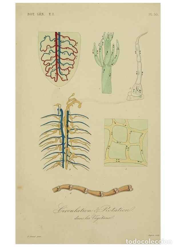 Collection Magazines and Newspapers: Reproducci&oacute;n/Reproduction 49583438307: Le R&egrave;gne v&eacute;g&eacute;tal;. Paris,L. Gu&eacute;rin,1870-72.. - R&eacute;veil, O.