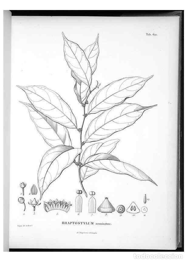 Collection Magazines and Newspapers: Reproducci&oacute;n/Reproduction 49556901262: Nova genera et species plantarum :. Antverpiae :Ex officina C