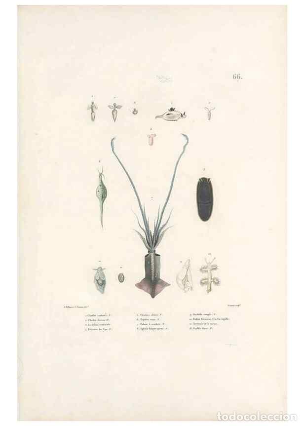 Collection Magazines and Newspapers: Reproducci&oacute;n/Reproduction 49813672833: Voyage autour du monde, entrepris par ordre du roi.. Paris,Ch