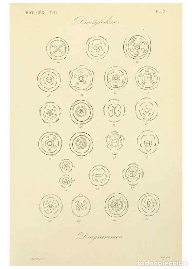 Collection Magazines and Newspapers: Reproducci&oacute;n/Reproduction 49583379076: Le R&egrave;gne v&eacute;g&eacute;tal;. Paris,L. Gu&eacute;rin,1870-72.. - R&eacute;veil, O.