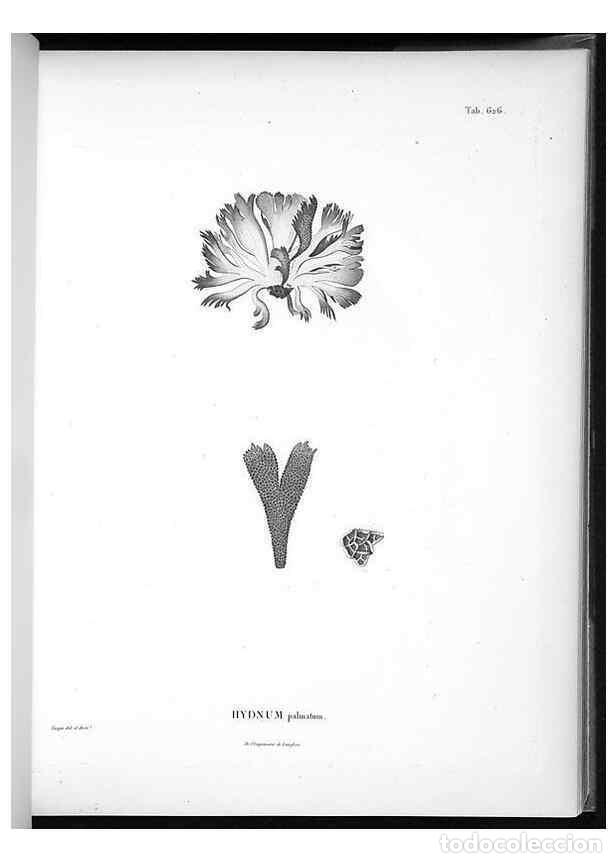 Collection Magazines and Newspapers: Reproducci&oacute;n/Reproduction 49556664656: Nova genera et species plantarum :. Antverpiae :Ex officina C