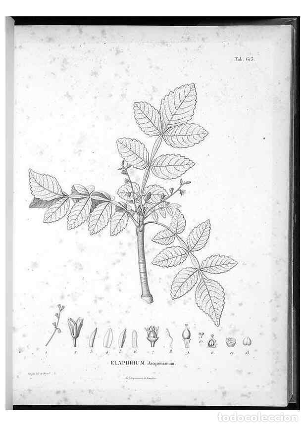 Collectionnisme de Revues et Journaux: Reproducci&oacute;n/Reproduction 49556165413: Nova genera et species plantarum :. Antverpiae :Ex officina C