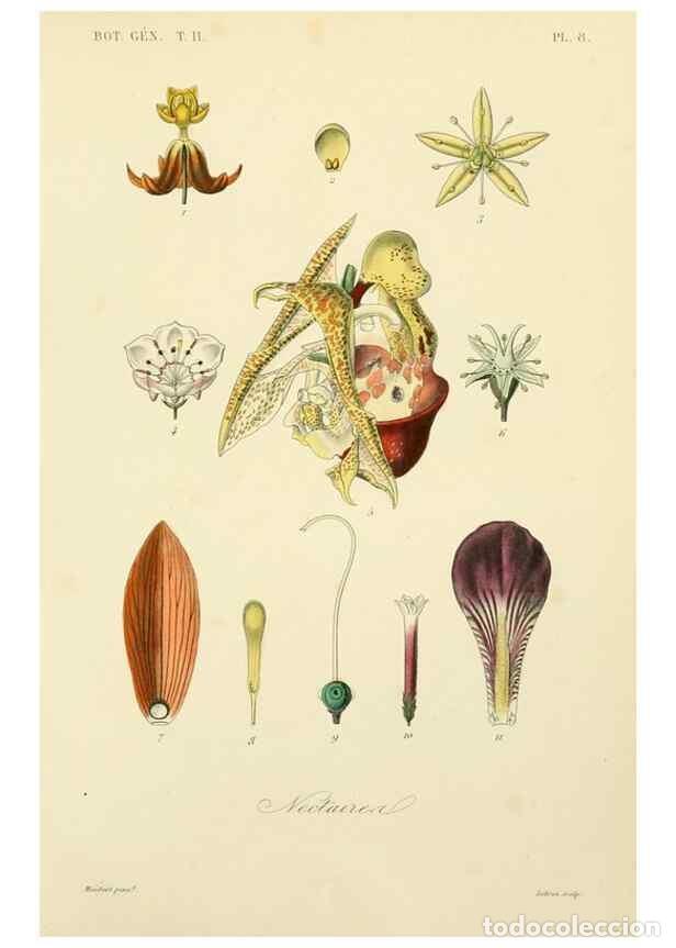 Collectionnisme de Revues et Journaux: Reproducci&oacute;n/Reproduction 49583616612: Le R&egrave;gne v&eacute;g&eacute;tal;. Paris,L. Gu&eacute;rin,1870-72.. - R&eacute;veil, O.