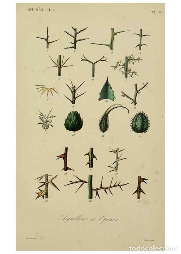 Collectionnisme de Revues et Journaux: Reproducci&oacute;n/Reproduction 49583201716: Le R&egrave;gne v&eacute;g&eacute;tal;. Paris,L. Gu&eacute;rin,1870-72.. - R&eacute;veil, O.