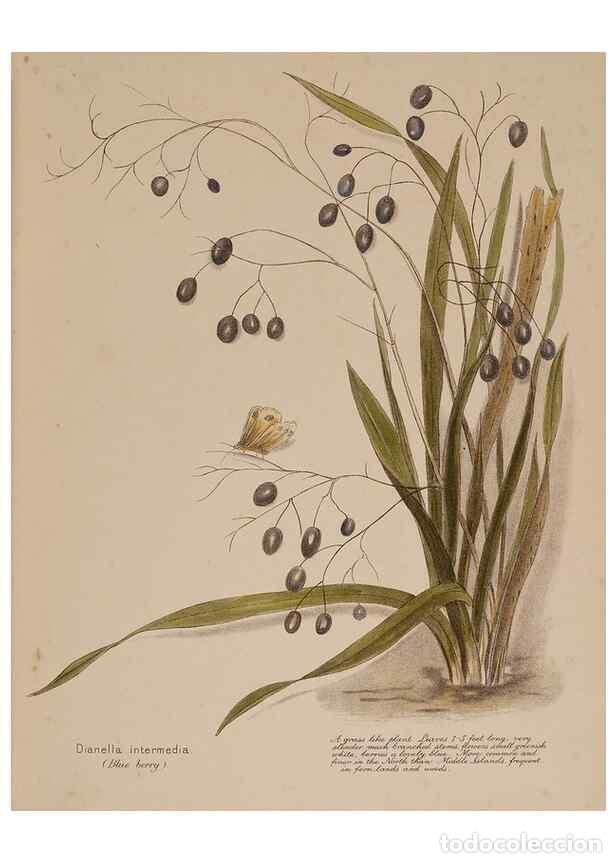 Collectionnisme de Revues et Journaux: Reproducci&oacute;n/Reproduction 49814237346: New Zealand berries. Nelson, N.Z.H.D. Jackson[1894?]. - Harri