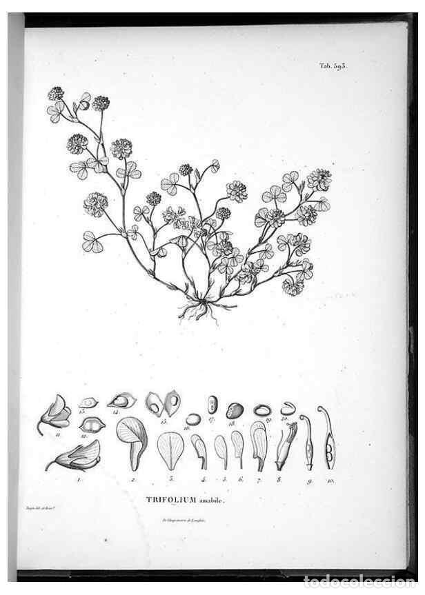 Collectionnisme de Revues et Journaux: Reproducci&oacute;n/Reproduction 49556135183: Nova genera et species plantarum :. Antverpiae :Ex officina C