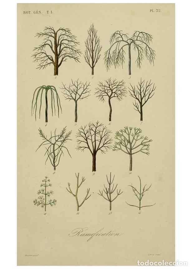 Collectionnisme de Revues et Journaux: Reproducci&oacute;n/Reproduction 49583198081: Le R&egrave;gne v&eacute;g&eacute;tal;. Paris,L. Gu&eacute;rin,1870-72.. - R&eacute;veil, O.