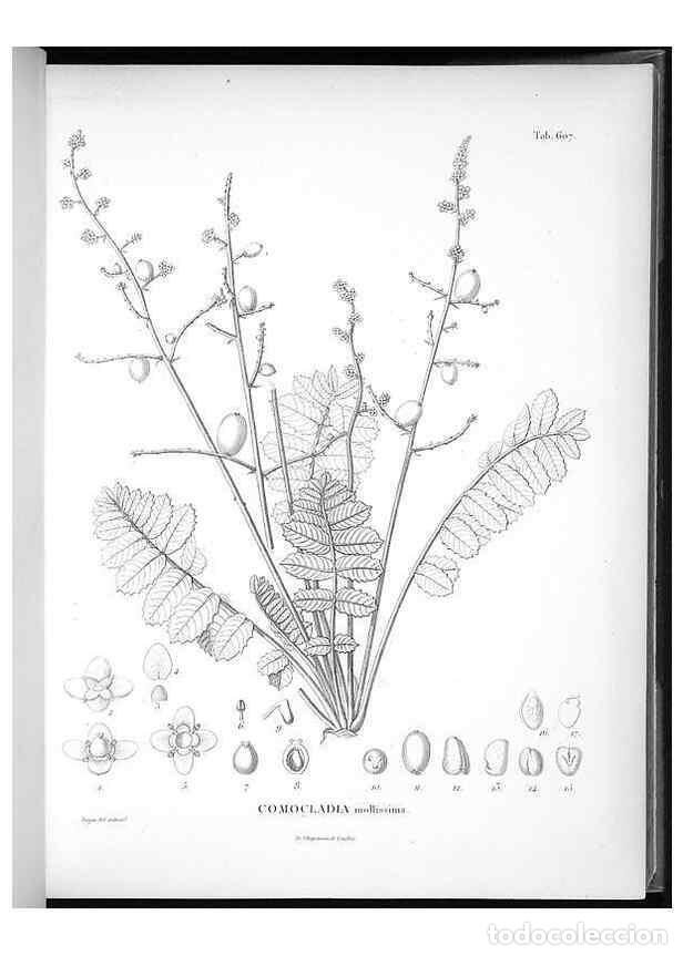 Collectionnisme de Revues et Journaux: Reproducci&oacute;n/Reproduction 49556898757: Nova genera et species plantarum :. Antverpiae :Ex officina C