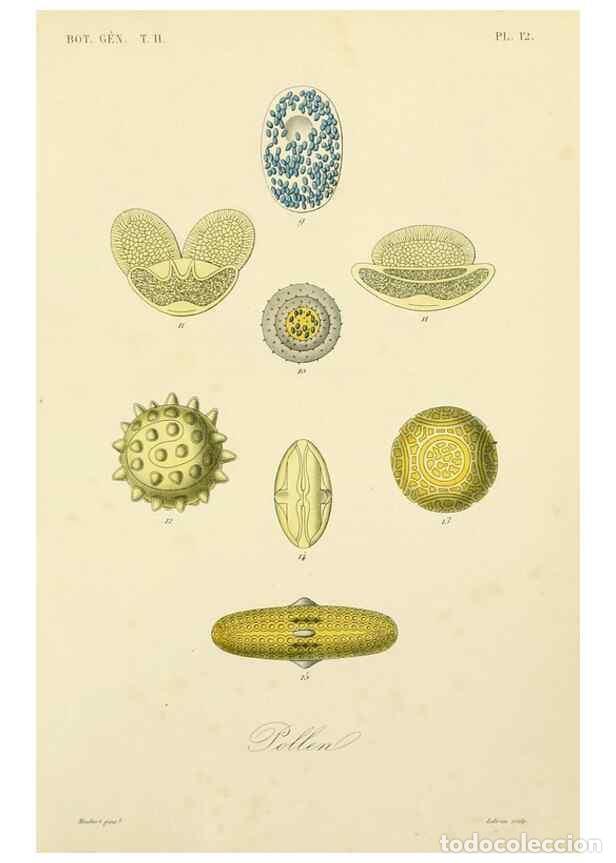 Collectionnisme de Revues et Journaux: Reproducci&oacute;n/Reproduction 49583380951: Le R&egrave;gne v&eacute;g&eacute;tal;. Paris,L. Gu&eacute;rin,1870-72.. - R&eacute;veil, O.