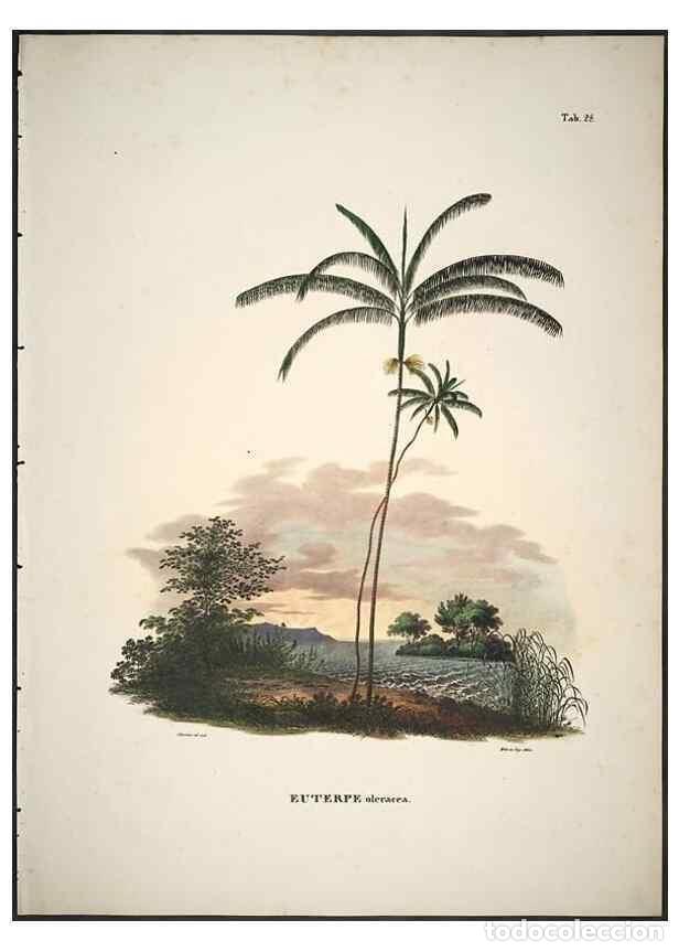 Sammeln von Zeitschriften und Zeitungen: Reproducci&oacute;n/Reproduction 49785965172: Historia naturalis palmarum. Lipsiae: T.O. Weigel, [1823-50].