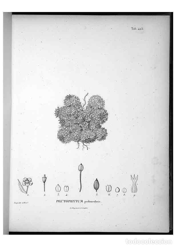 Sammeln von Zeitschriften und Zeitungen: Reproducci&oacute;n/Reproduction 49556079758: Nova genera et species plantarum :. Antverpiae :Ex officina C