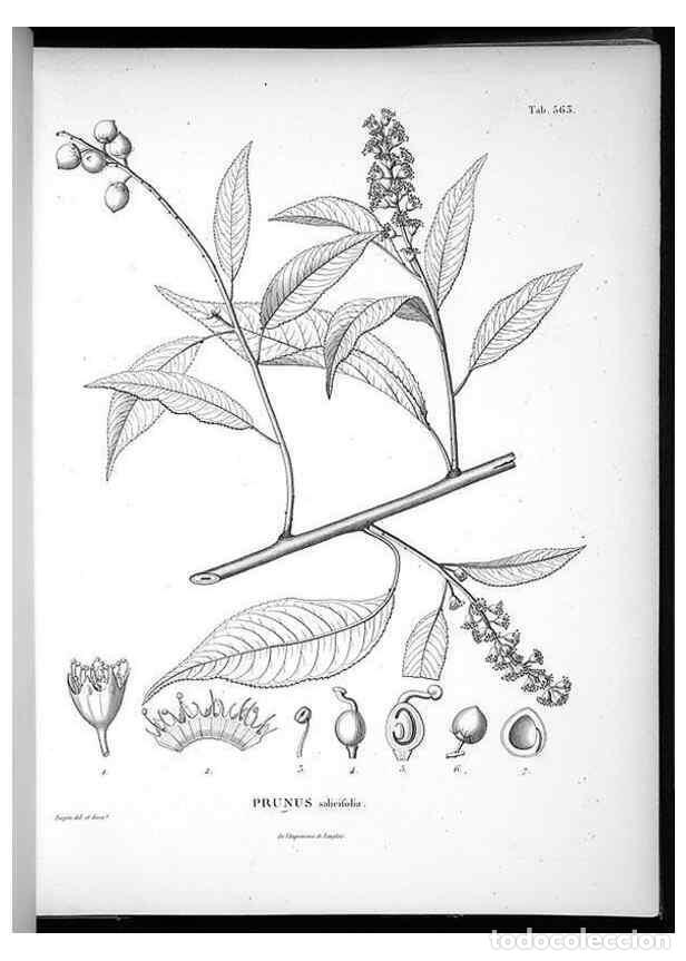 Sammeln von Zeitschriften und Zeitungen: Reproducci&oacute;n/Reproduction 49556130248: Nova genera et species plantarum :. Antverpiae :Ex officina C