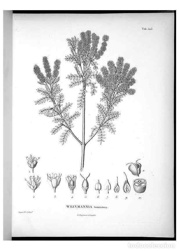 Sammeln von Zeitschriften und Zeitungen: Reproducci&oacute;n/Reproduction 49556620641: Nova genera et species plantarum :. Antverpiae :Ex officina C