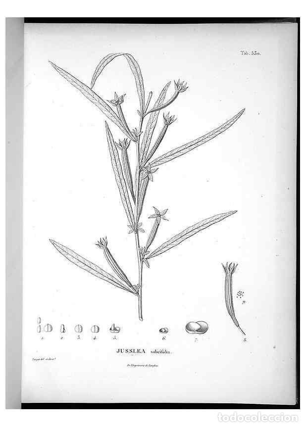 Sammeln von Zeitschriften und Zeitungen: Reproducci&oacute;n/Reproduction 49556124483: Nova genera et species plantarum :. Antverpiae :Ex officina C