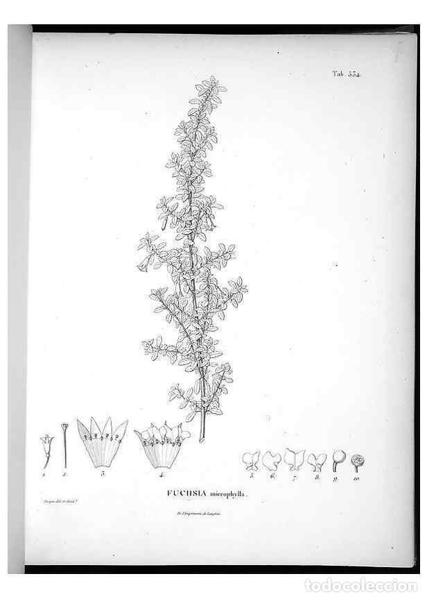 Sammeln von Zeitschriften und Zeitungen: Reproducci&oacute;n/Reproduction 49556859267: Nova genera et species plantarum :. Antverpiae :Ex officina C