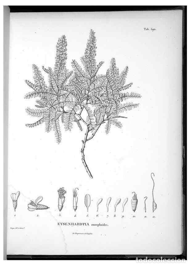 Sammeln von Zeitschriften und Zeitungen: Reproducci&oacute;n/Reproduction 49556869112: Nova genera et species plantarum :. Antverpiae :Ex officina C