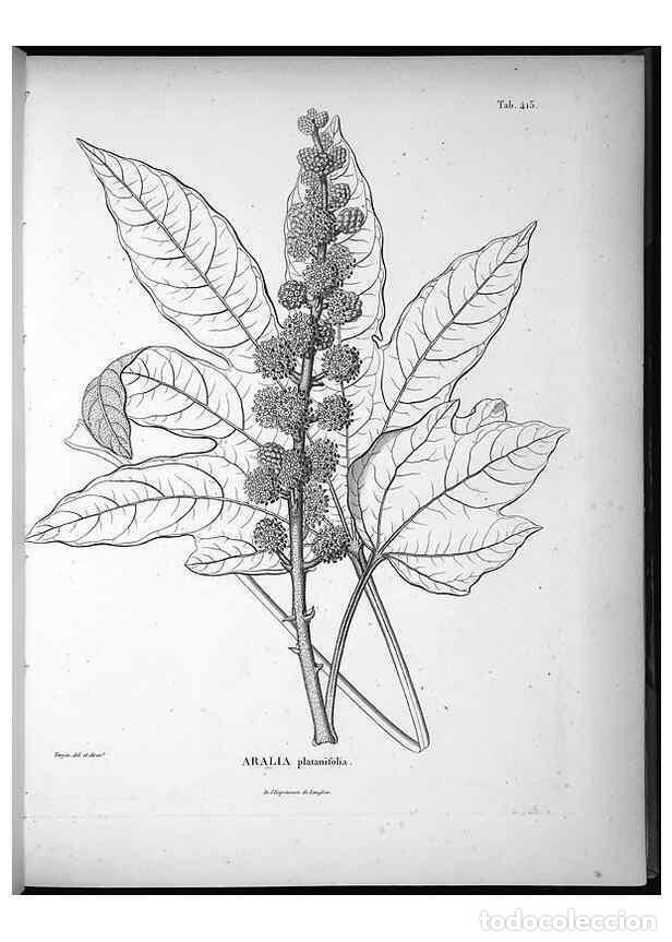 Sammeln von Zeitschriften und Zeitungen: Reproducci&oacute;n/Reproduction 49556811317: Nova genera et species plantarum :. Antverpiae :Ex officina C