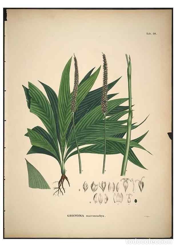 Sammeln von Zeitschriften und Zeitungen: Reproducci&oacute;n/Reproduction 49785962902: Historia naturalis palmarum. Lipsiae: T.O. Weigel, [1823-50].
