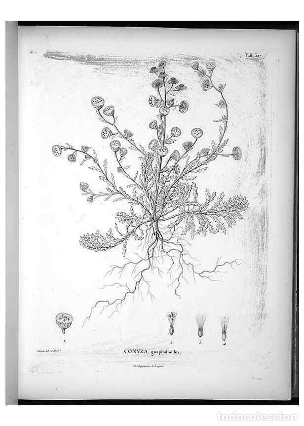 Sammeln von Zeitschriften und Zeitungen: Reproducci&oacute;n/Reproduction 49556738292: Nova genera et species plantarum :. Antverpiae :Ex officina C