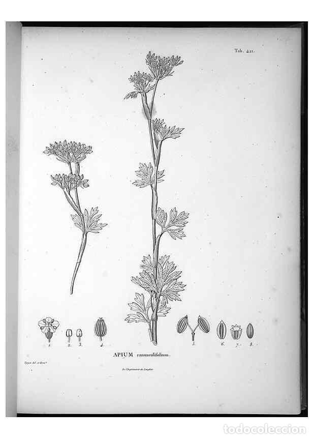 Sammeln von Zeitschriften und Zeitungen: Reproducci&oacute;n/Reproduction 49556078858: Nova genera et species plantarum :. Antverpiae :Ex officina C
