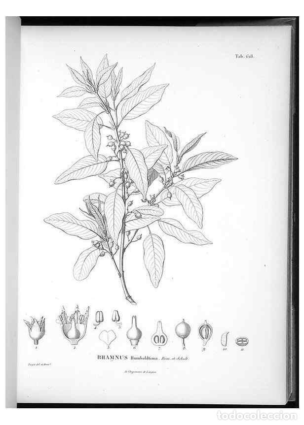 Sammeln von Zeitschriften und Zeitungen: Reproducci&oacute;n/Reproduction 49556166133: Nova genera et species plantarum :. Antverpiae :Ex officina C