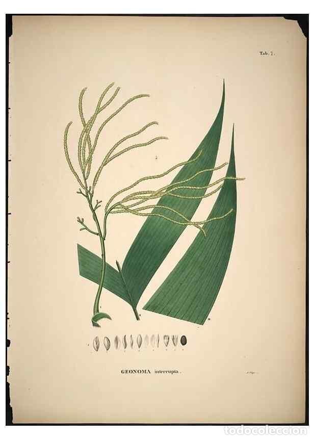 Sammeln von Zeitschriften und Zeitungen: Reproducci&oacute;n/Reproduction 49785498321: Historia naturalis palmarum. Lipsiae: T.O. Weigel, [1823-50].