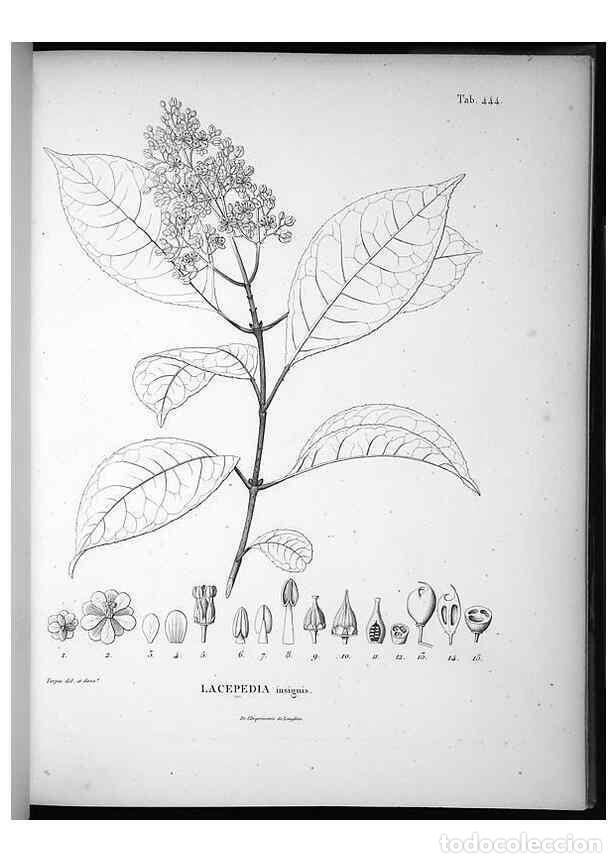 Sammeln von Zeitschriften und Zeitungen: Reproducci&oacute;n/Reproduction 49556083803: Nova genera et species plantarum :. Antverpiae :Ex officina C