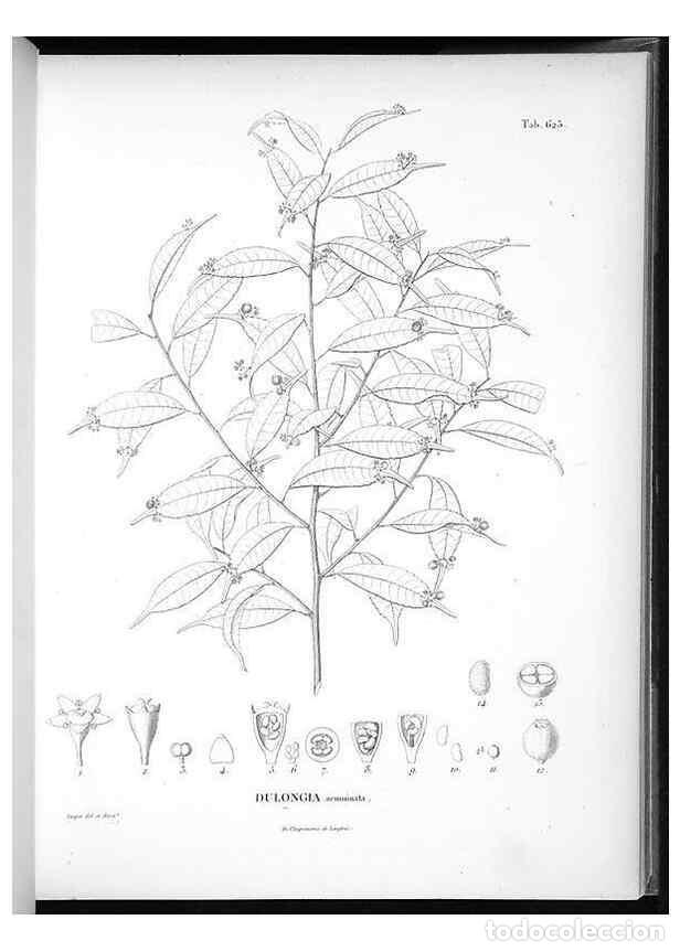 Sammeln von Zeitschriften und Zeitungen: Reproducci&oacute;n/Reproduction 49556167213: Nova genera et species plantarum :. Antverpiae :Ex officina C