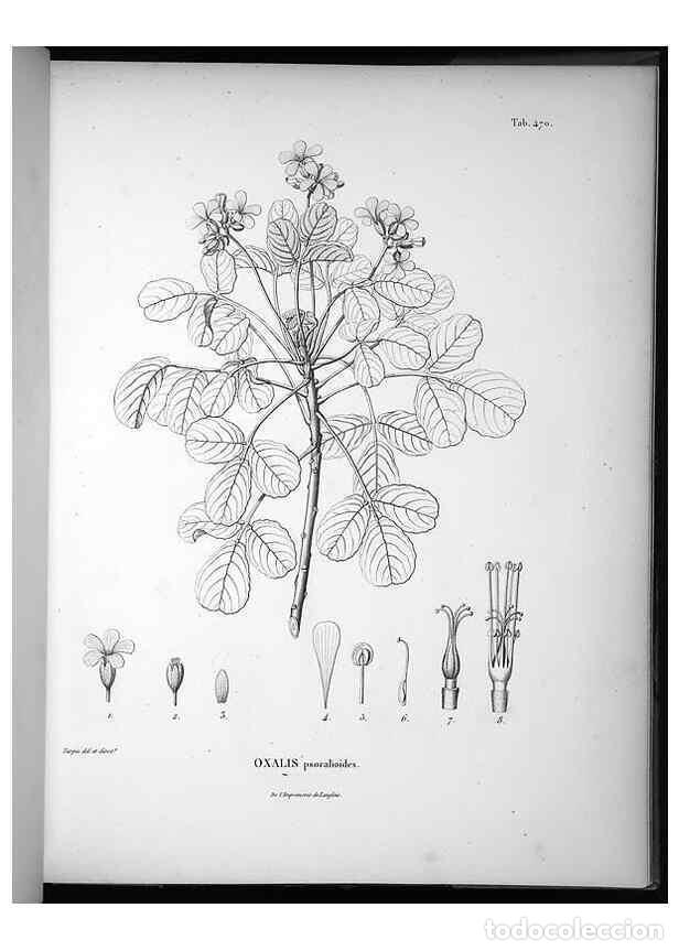 Sammeln von Zeitschriften und Zeitungen: Reproducci&oacute;n/Reproduction 49556822437: Nova genera et species plantarum :. Antverpiae :Ex officina C